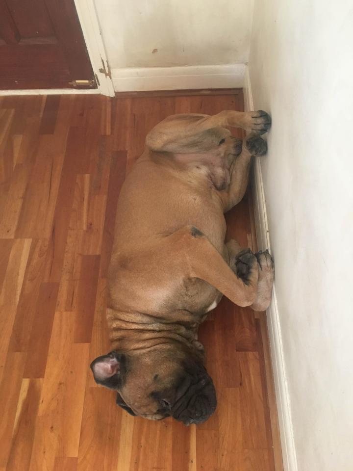  Busta, a gorgeous bullmastiff who lives in Brentwood in Essex puts in a valiant effort to blend in with the floor but we think he could do better