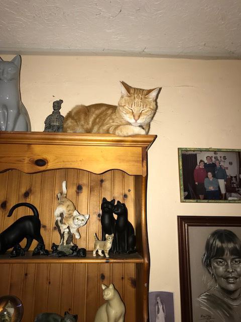  Therese Healy's gorgeous ginger cat undoubtedly is a pampered pet but perhaps needs a better place to hide