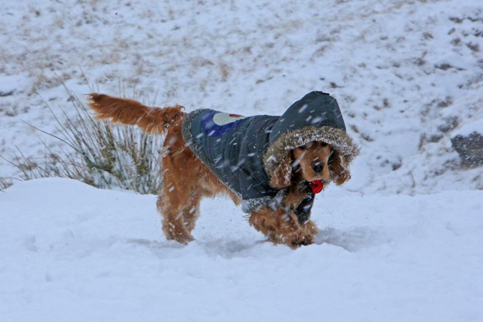  This adorable pooch kept warm in their hooded winter jacket