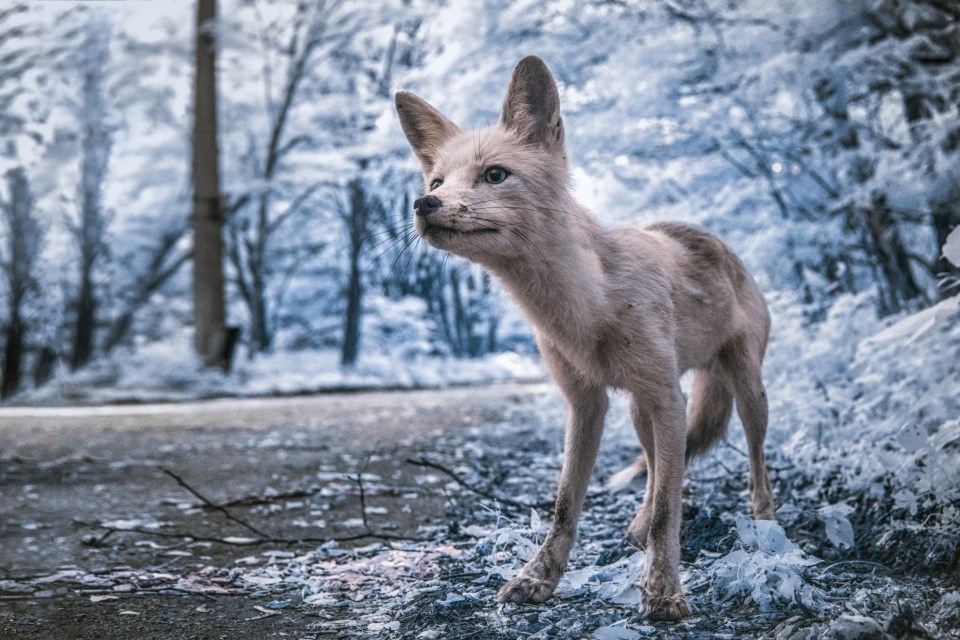 Stunning infrared photos show the bleakness of Chernobyl as never before