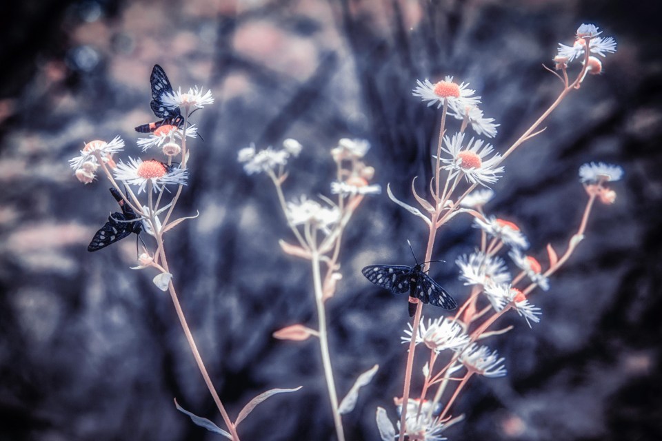 Flowers grow near the site of the Chernobyl disaster which killed dozens of people