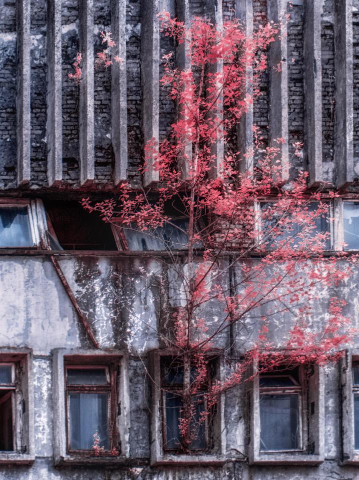 The infrared lens gives some of the trees a powerful red pigmentation