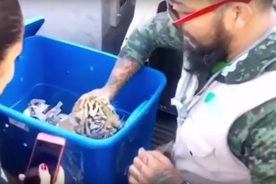  The small tiger was found inside