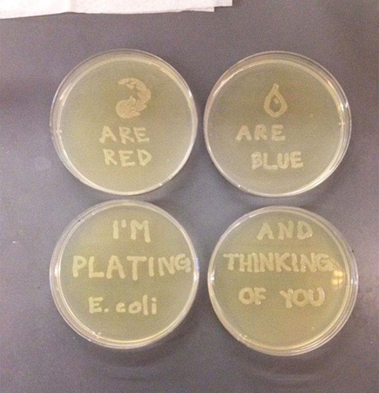  Nothing screams love like plating E.coli