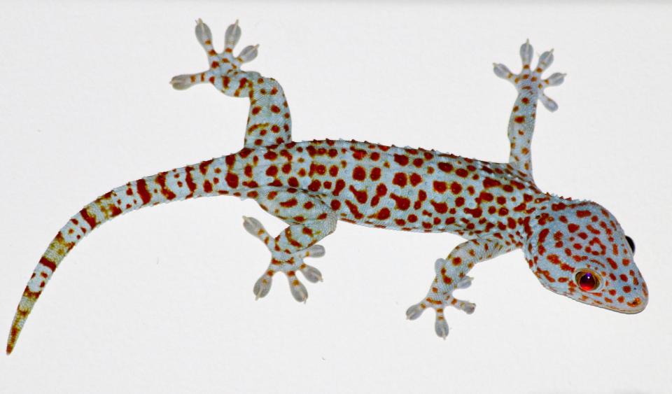  Apparently the West is using Lizards to spy on Iran