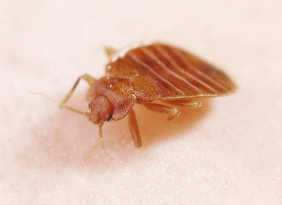  Bedbug poo is full of histamine, which cause allergy symptoms in people