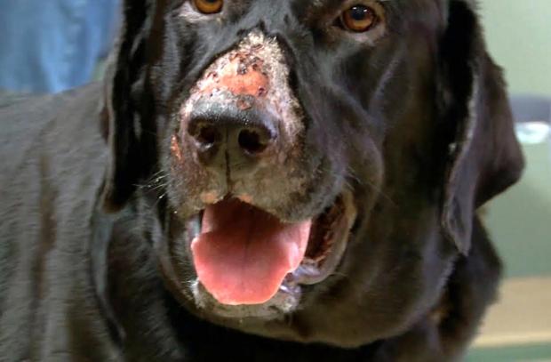 Alabama Rot destroys the flesh on a dog's face