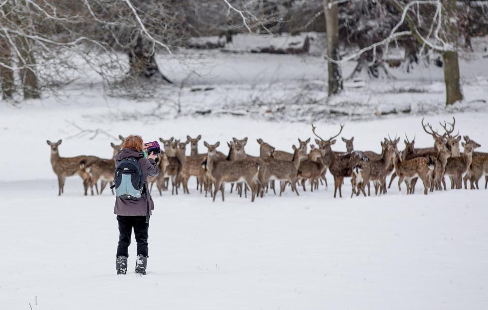  Stags and Deer in the snow at the Studley Roger Deer Park in North Yorkshire