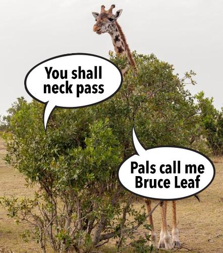  The eccentric TV star has claimed giraffes 'assault' bushes which in turn communicate a warning to their pals