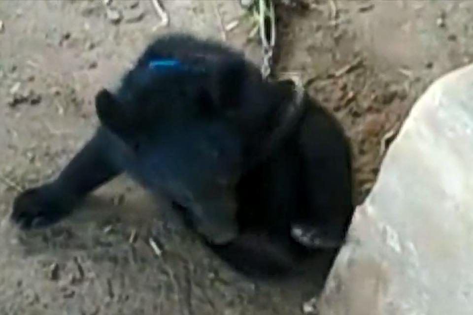  The man found the 'puppy' while picking mushrooms in south-west China