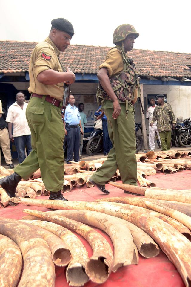  Last year Mr Gove said the ivory trade 'shames our generation'