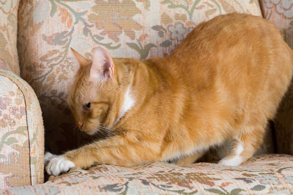  Cats lick the smoke fumes that stick to their fur, increasing their risk of mouth cancers