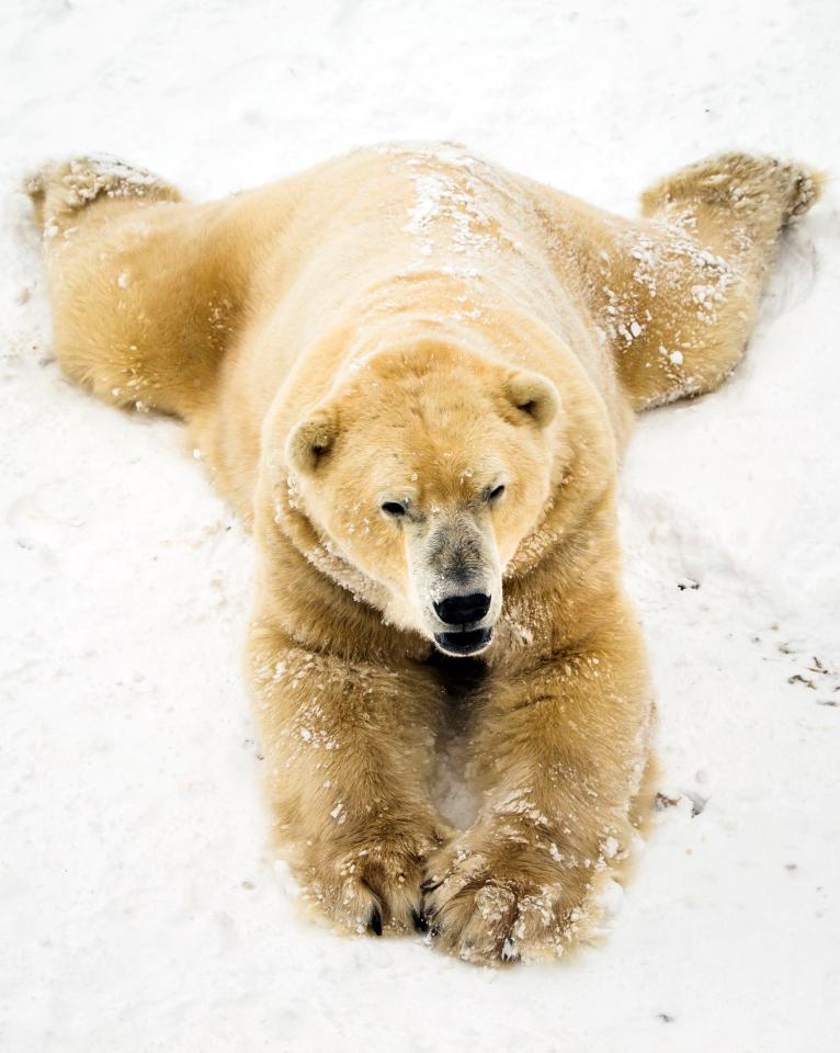  A polar bear at Yorkshire Wildlife park makes the most out of the snowfall