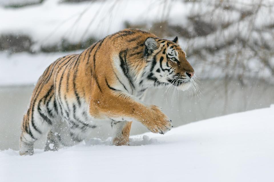  Another beast takes on the deluge from the 'beast from the east' at Yorkshire Wildlife Park