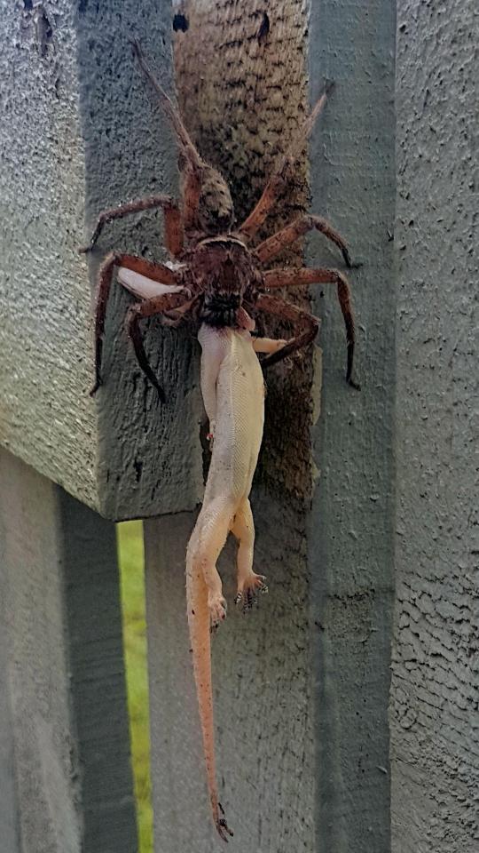  The spider dangled the gecko from its fangs and patiently waited for the lizard to die