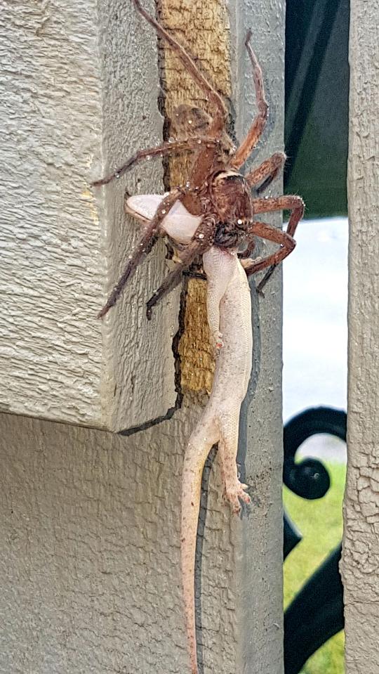  The Australian dad-of-three thought the wolf spider and gecko were a stick and a leaf - until he looked closer