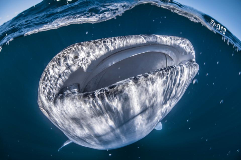  Tom Cannon snapped the world's largest species of fish off the coast of Coral Bay, Australia