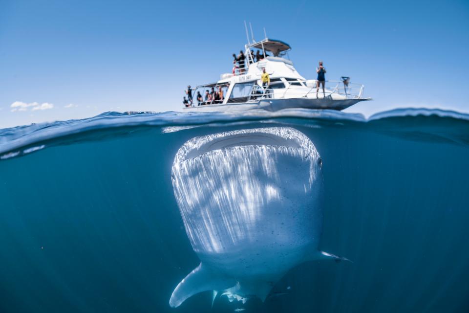  Tom's extraordinary picture of the giant whale shark shows the fish floating underneath a boat of tourists