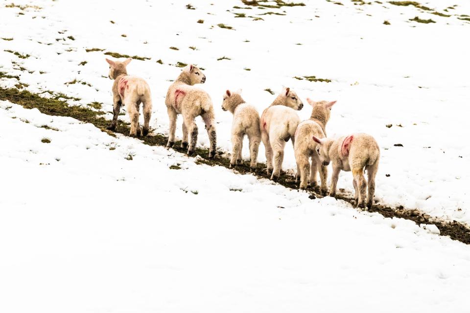  Lambs enjoy the slow thaw in fields in the Bowmont Valley near the Anglo Scottish Border