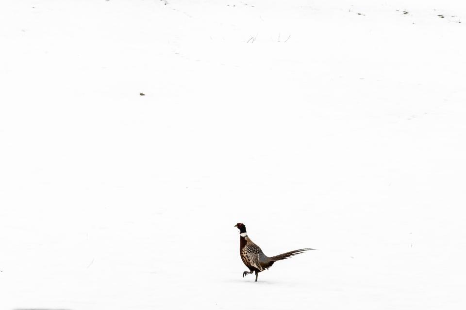  A cock pheasant struts though a snow covered field in the Bowmont Valley near the Anglo Scottish Border