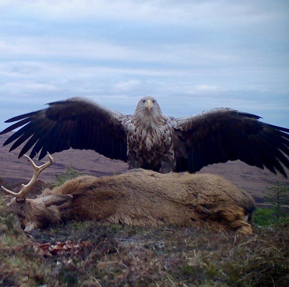  The rare photo was snapped on the Outer Hebrides in Scotland