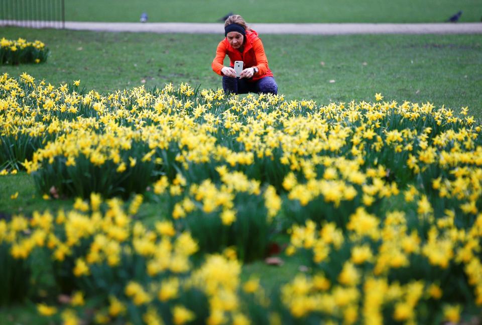  A woman takes a snap of daffodils in St James Park, central London, today