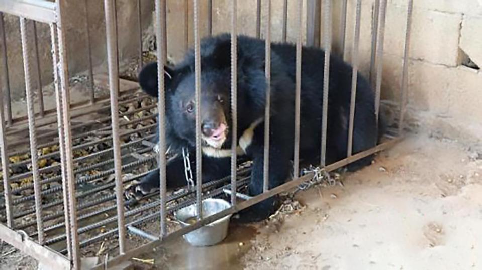  Asian black bears are listed as 'vulnerable' because they are hunted for use in traditional Chinese medicine