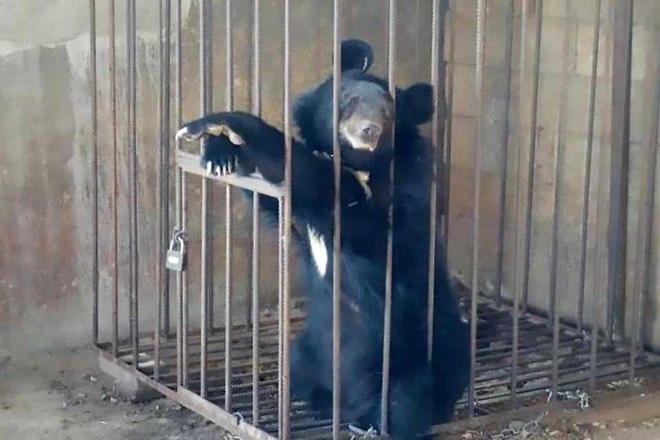  Asian black bears are threatened by deforestation of their mountain habitats