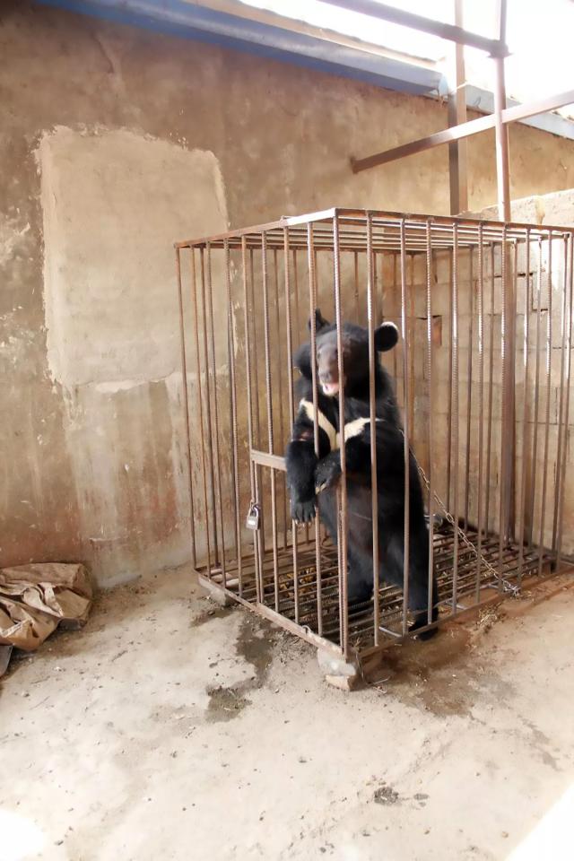  The caged bear that was raised as a family pet