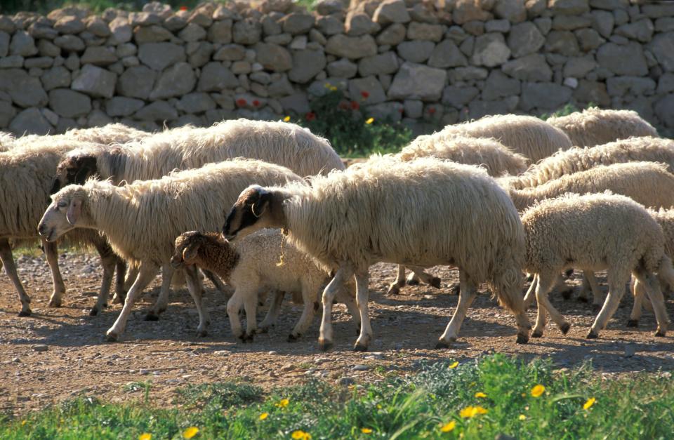  The farmer was shocked to discover what the perv was doing with his sheep