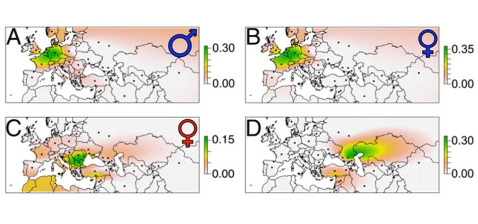  These maps show that, according to DNA analyses, the Bavarian males (A) came from northern and central Europe, as did the Bavarian females (B) with normal skulls. The Bavarian females with elongated skulls (C) largely came from southeastern Europe, except for some (D) who had ancestry farther east