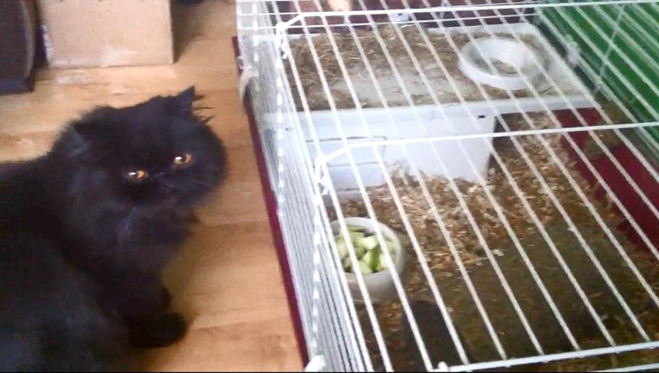  Tested... the cat with the guinea pigs