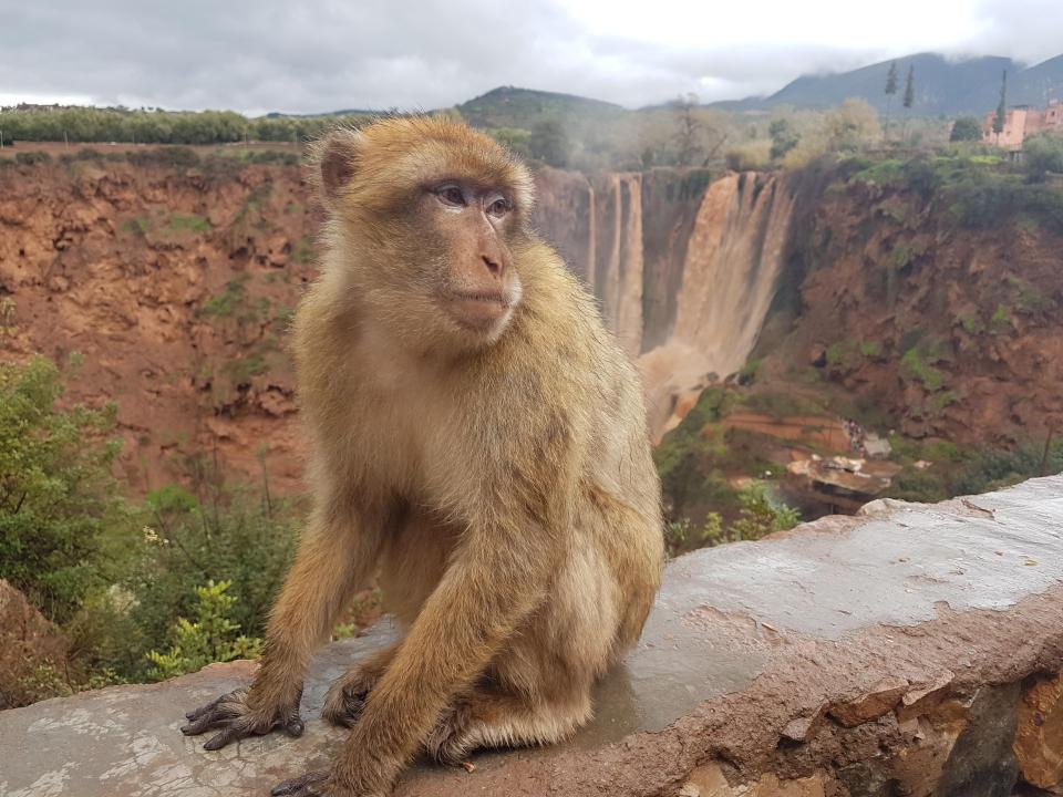 The apes who live around the Ouzoud waterfalls in the nearby Atlas Mountains are friendly to humans - maybe too friendly