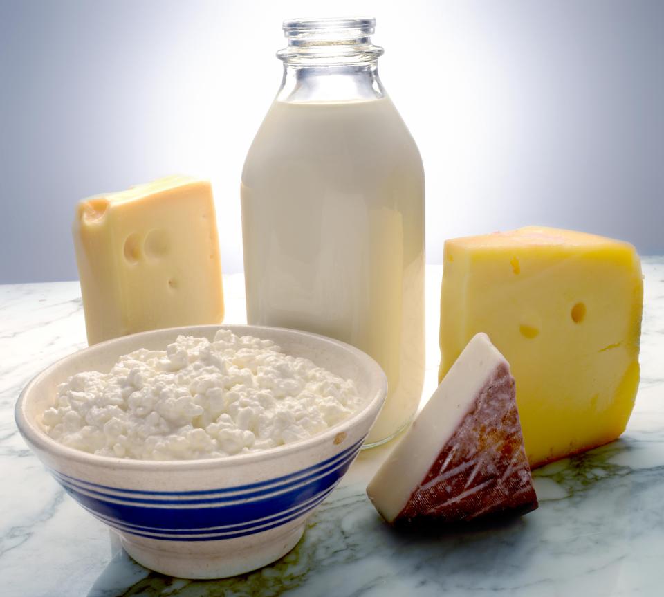  Sulphur-producing bacteria use the proteins in dairy as a food source