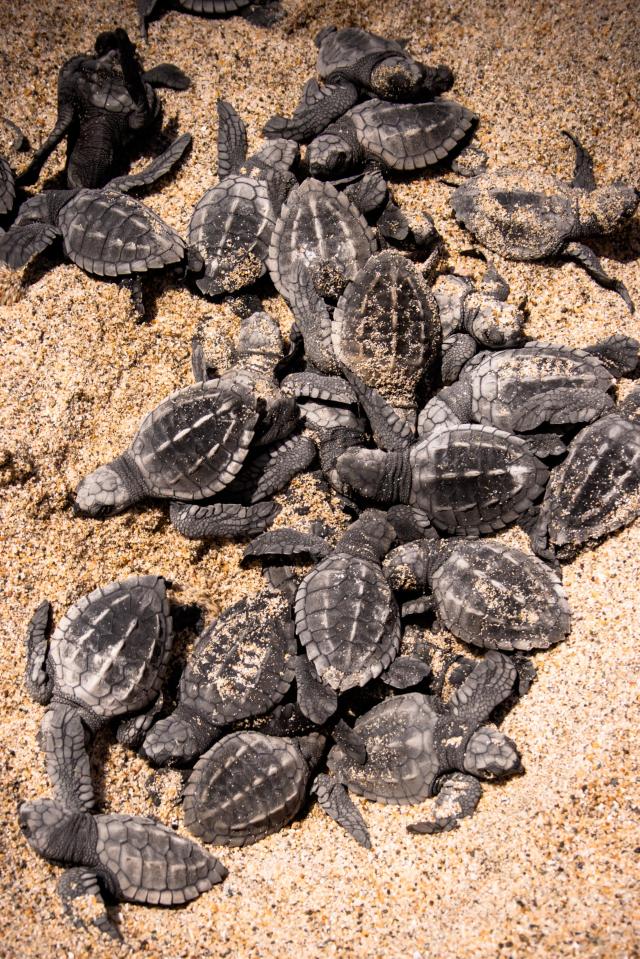  Howell got to see the release of some 50,000 turtles when he arrived in Puerto Vallarta, Mexico