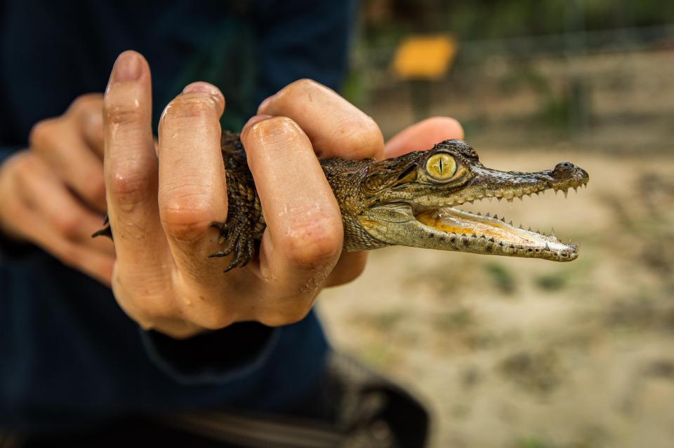  The island's wildlife is a main attraction and offers the chance for visitors to take a marina safari trip