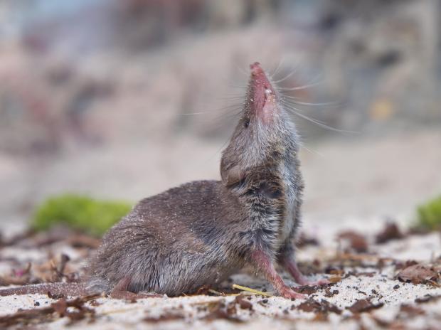 Scientists believe the infection could be down to a shrew