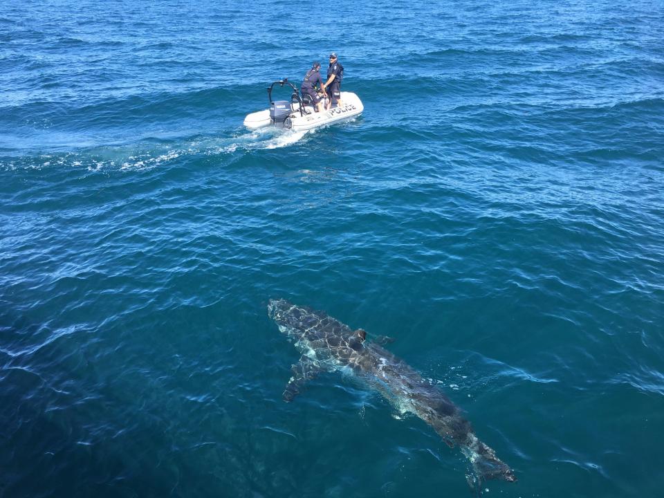 The pair of policeman managed to stay calm, despite the fact the shark was silently stalking them across the water