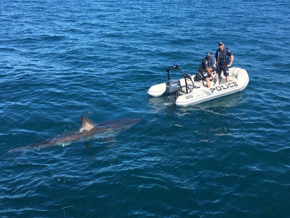 Aussie cops were shocked when a great white shark started following them around the bay