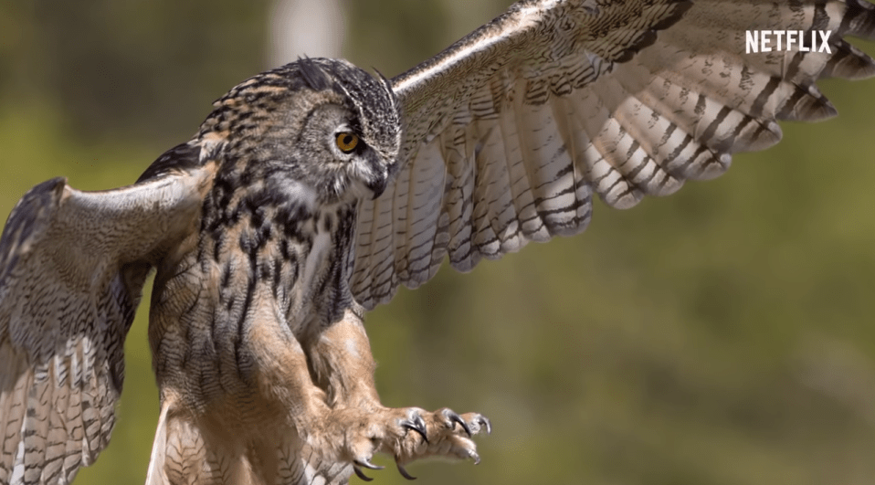  A new theory claims an OWL could have been behind the bloody death of Kathleen Peterson