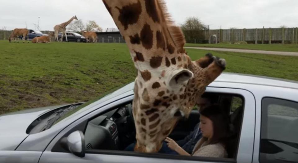  The giraffe appears to lean into the vehicle in its search for food as the couple drive with their widow open