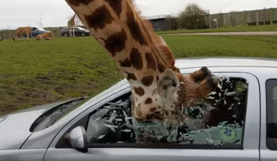  But within seconds the window smashes all over the giraffe's head