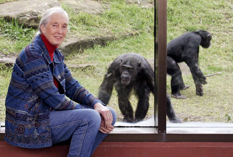  Dr Jane Goodall featured on today's Google Doodle promoting Earth Day