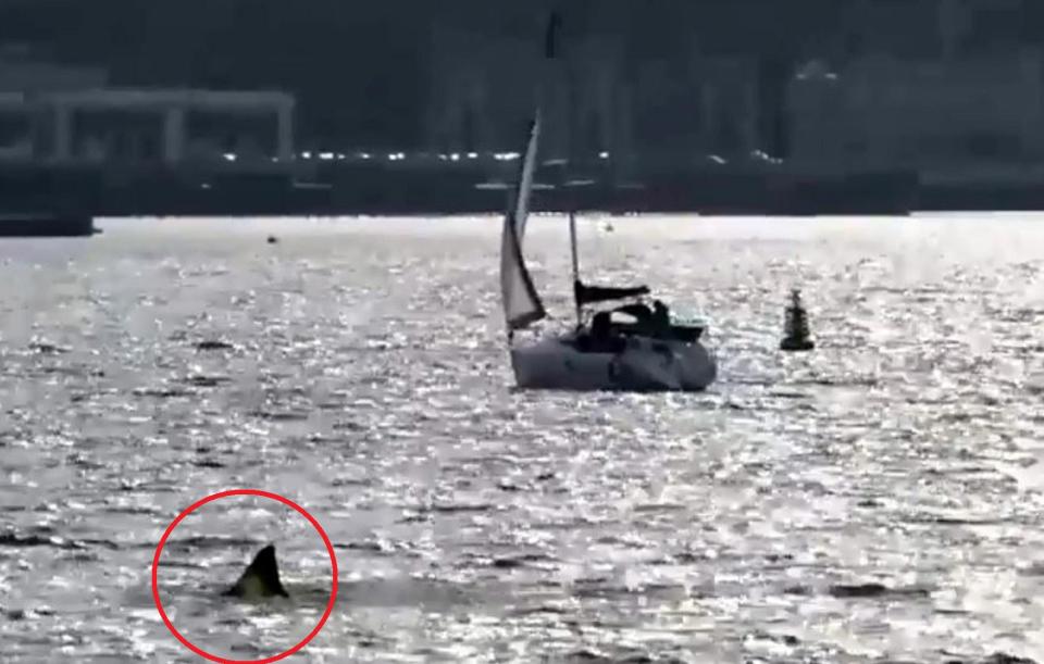  Wales Online published a story claiming a massive shark was swimming in Cardiff Bay