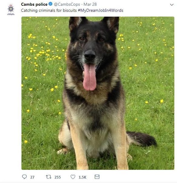  Cambridge police often post photos of their dogs, when they should be fighting crime