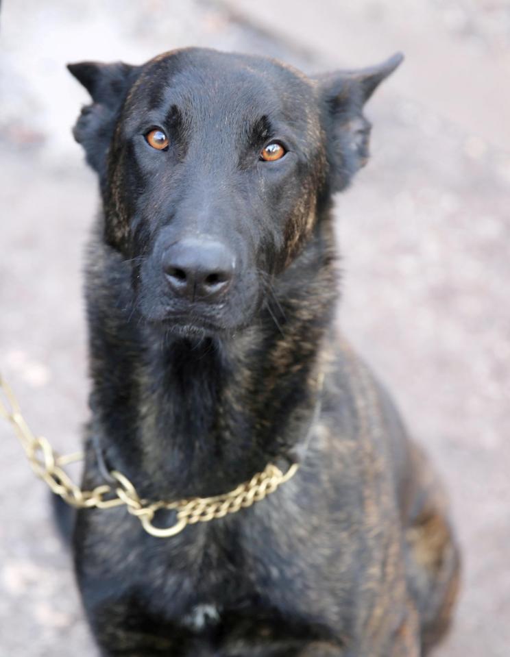  He has already helped Nottinghamshire police force catch several prisoners during his first couple of weeks