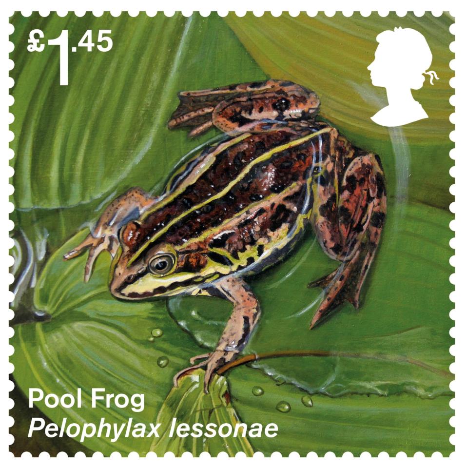 The pool frog is another creature to feature on the new set of stamps