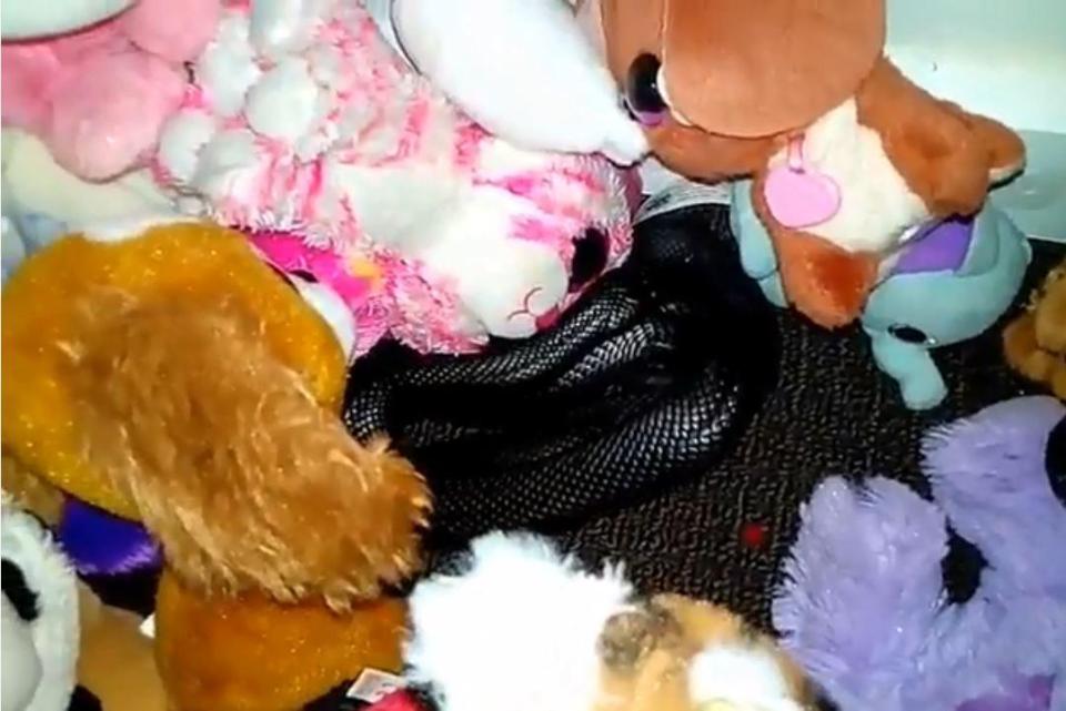  The snake had managed to get comfy underneath a pile of toys