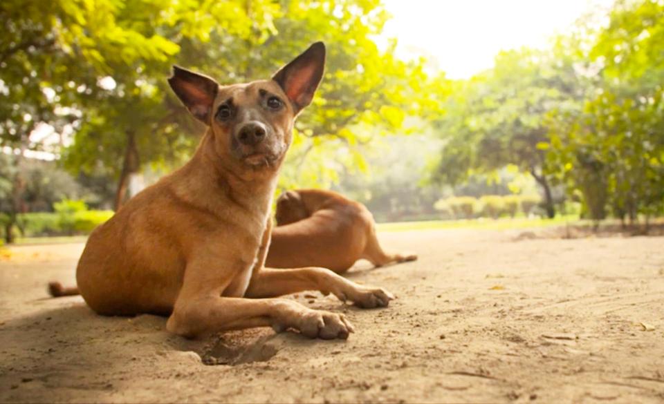 Paul was warned to stay off the streets of Delhi but found himself playing with two 'gorgeous puppies'