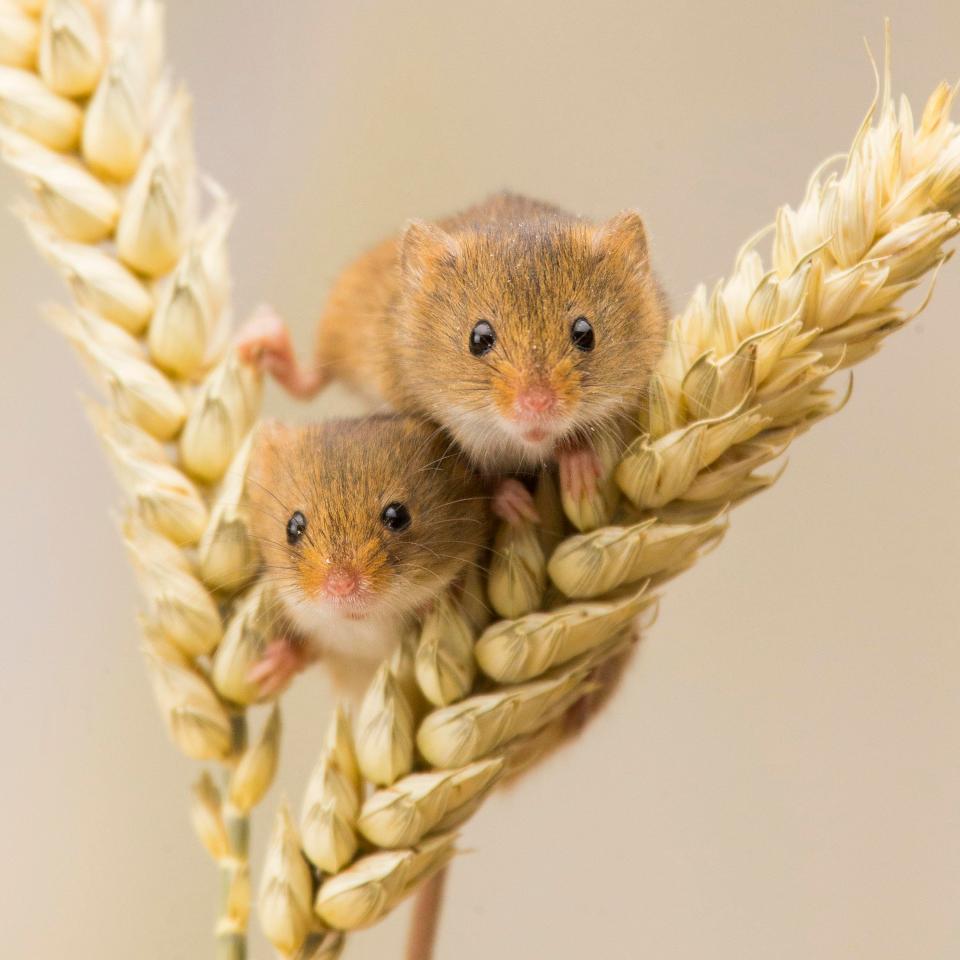 Mice only live for a year, so it can be hard to form an attachment